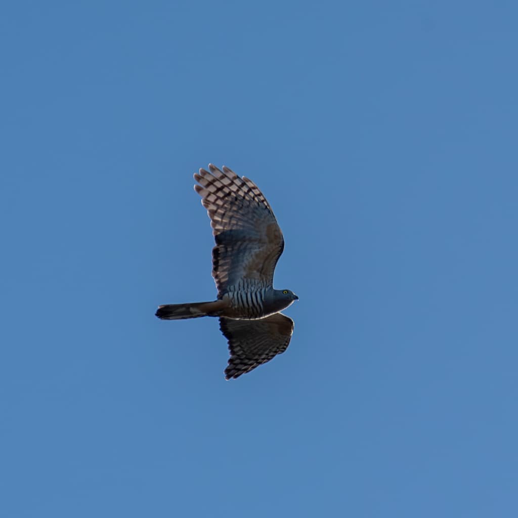 Pacific Baza