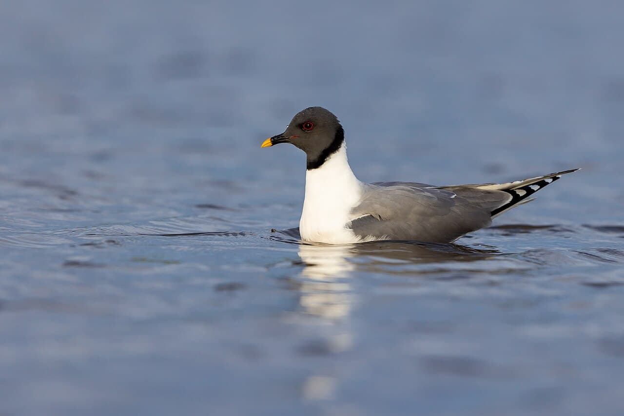 Sabine's Gull