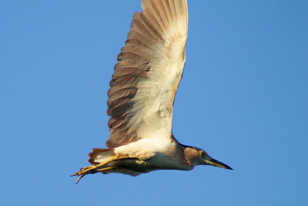 Nankeen Night Heron
