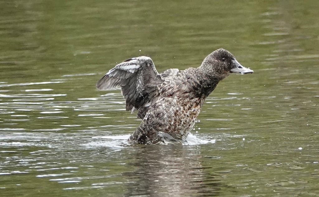 Blue-billed Duck