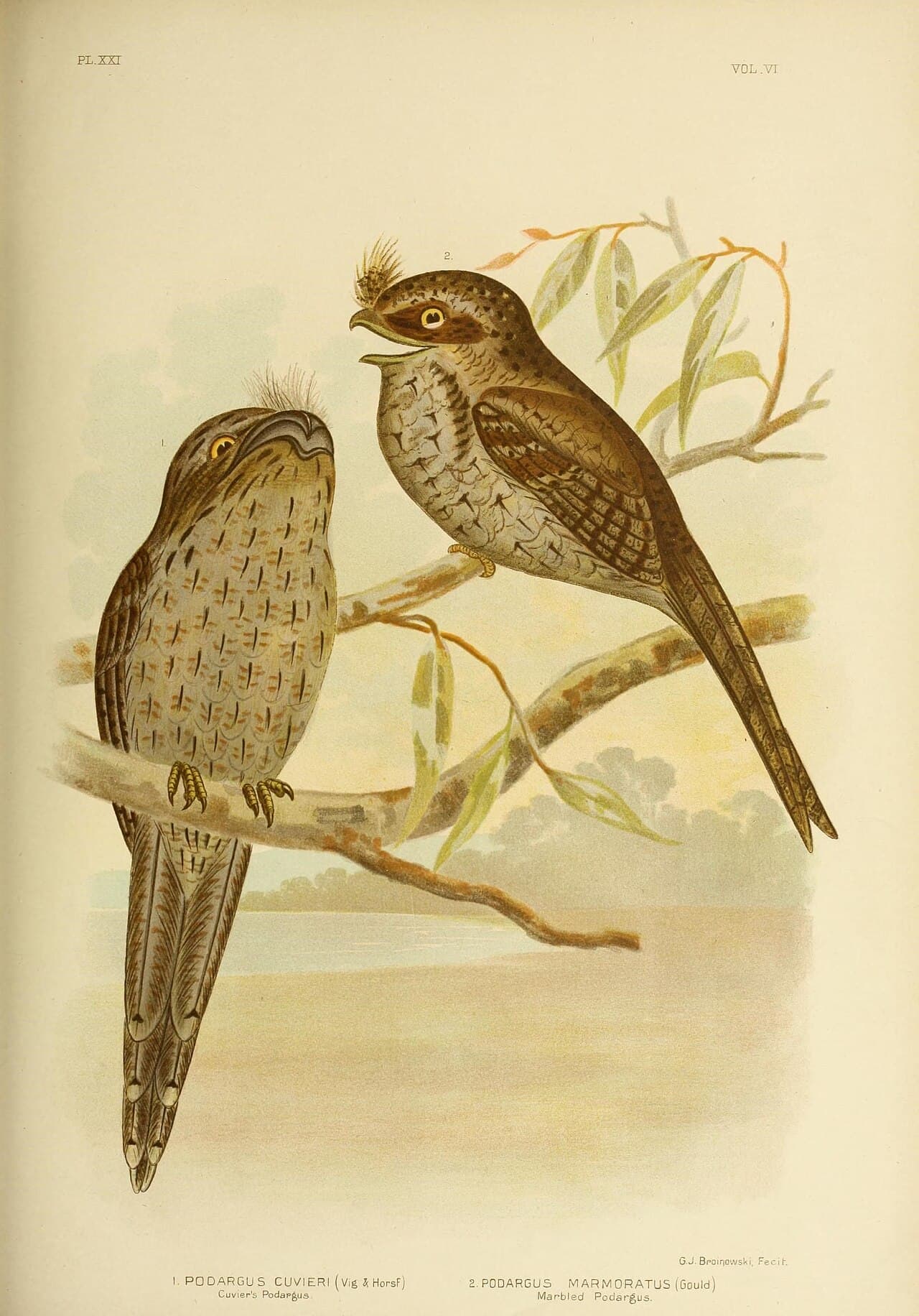 Marbled Frogmouth