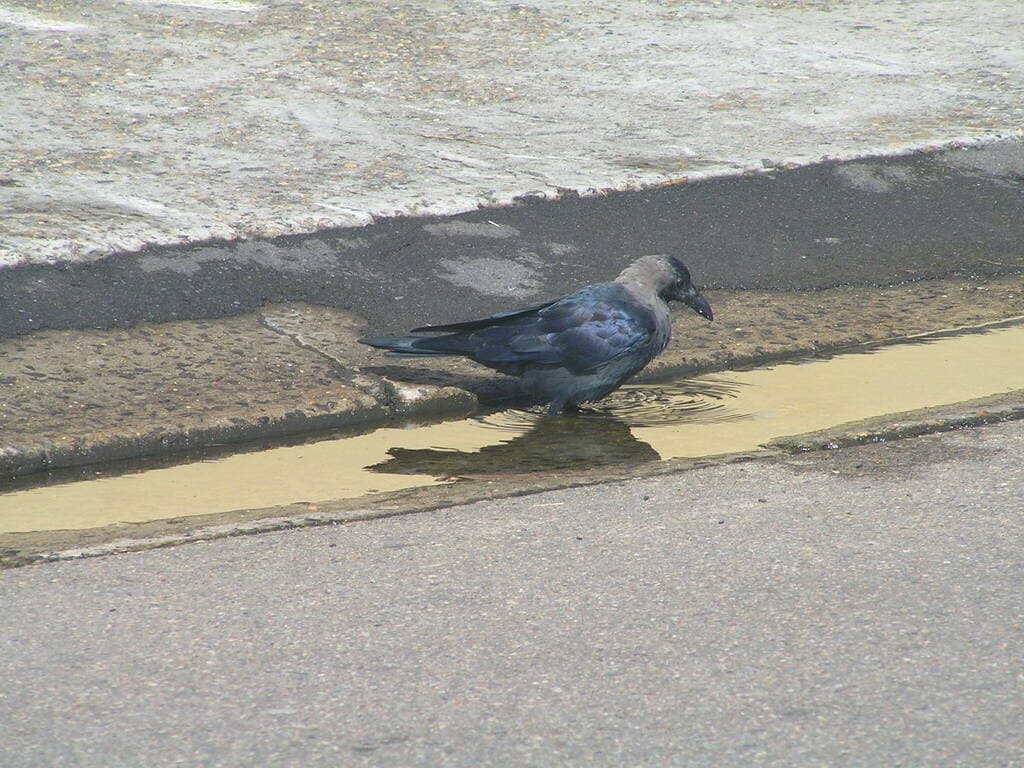 House Crow