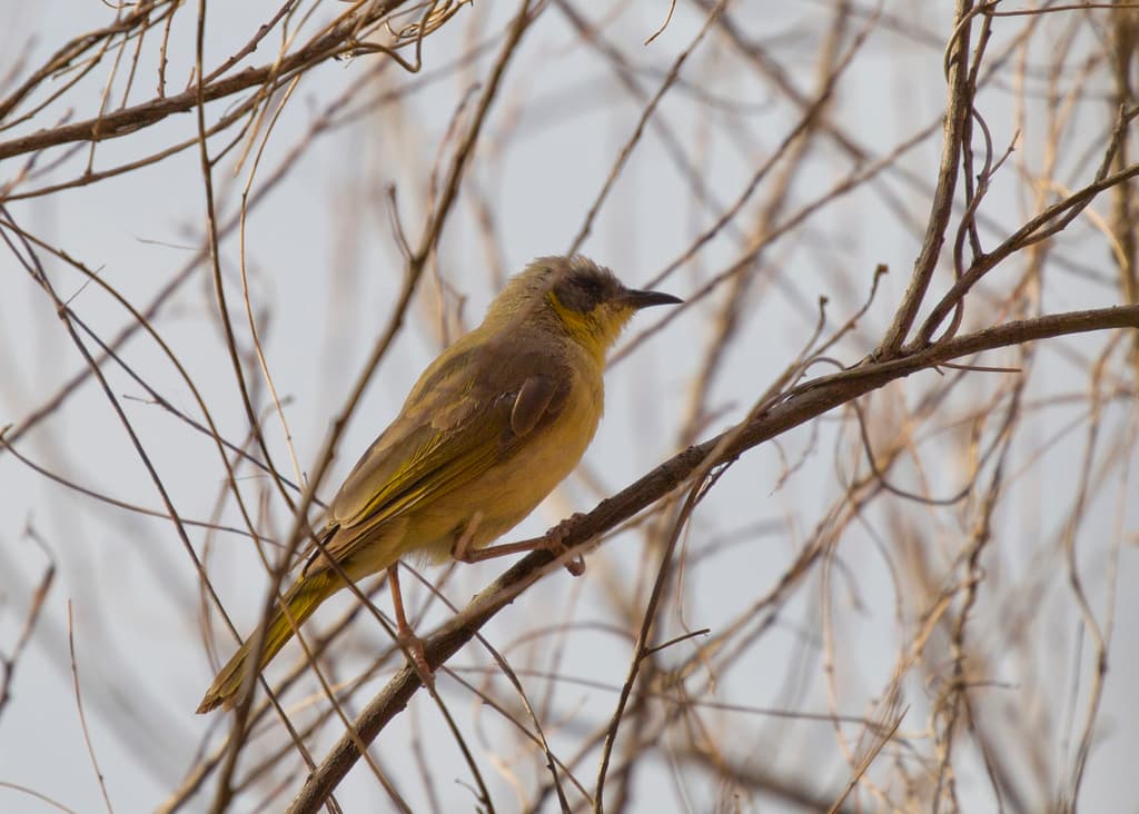 Grey-headed Honeyeater