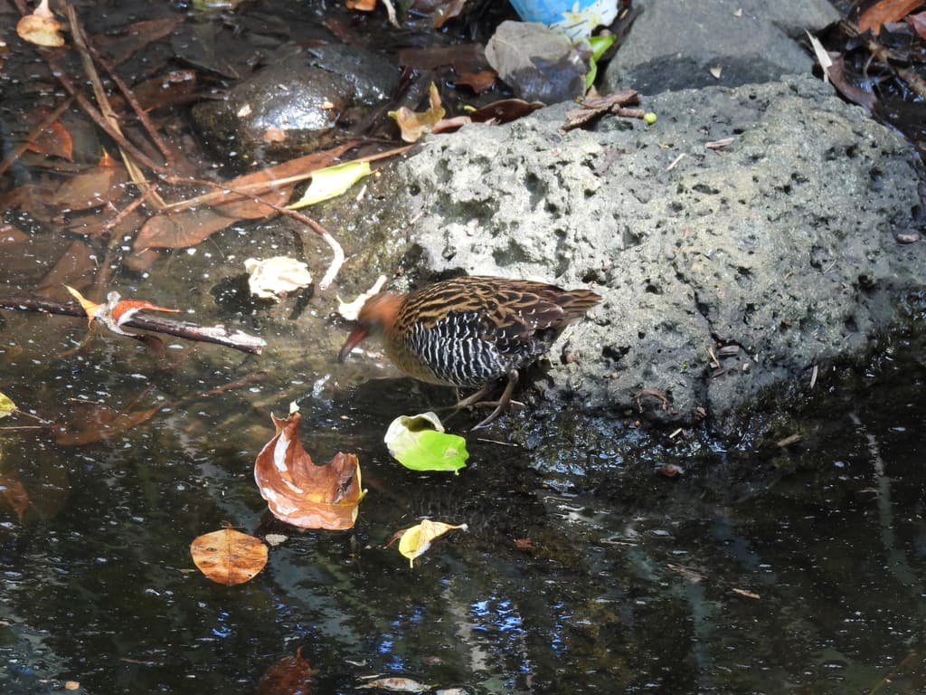 Lewin's Rail