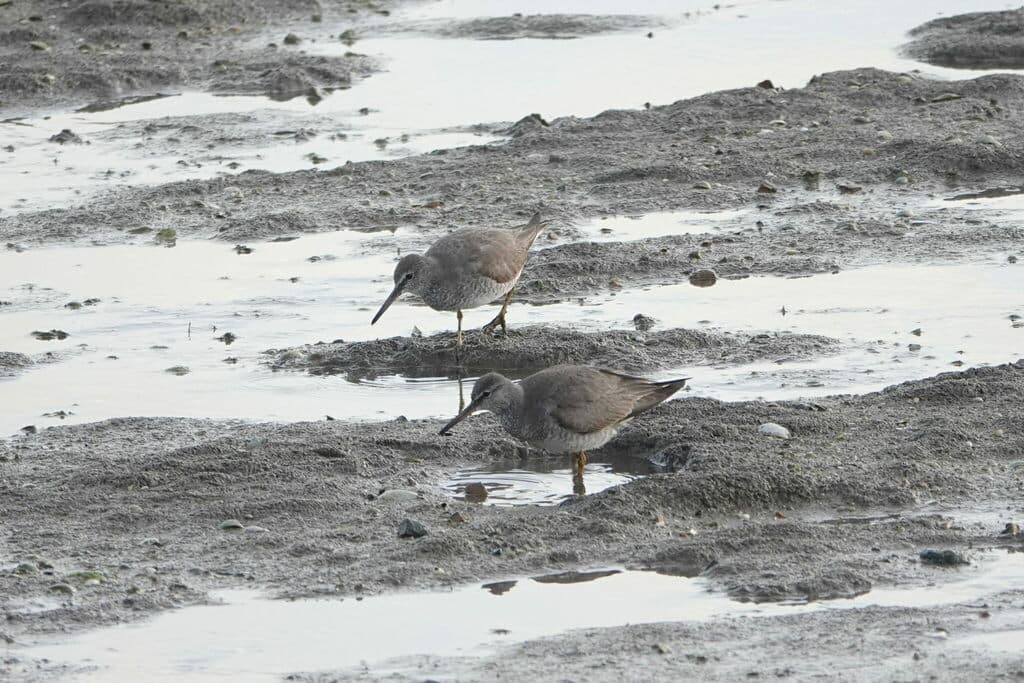 Grey-tailed Tattler