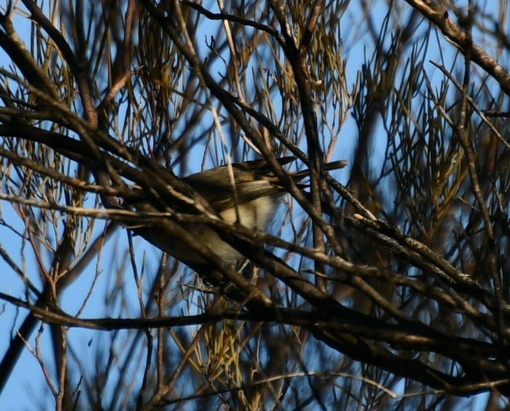 Slaty-backed Thornbill