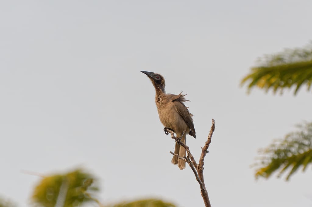 Helmeted Friarbird