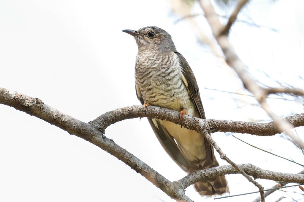 Sahul Brush Cuckoo