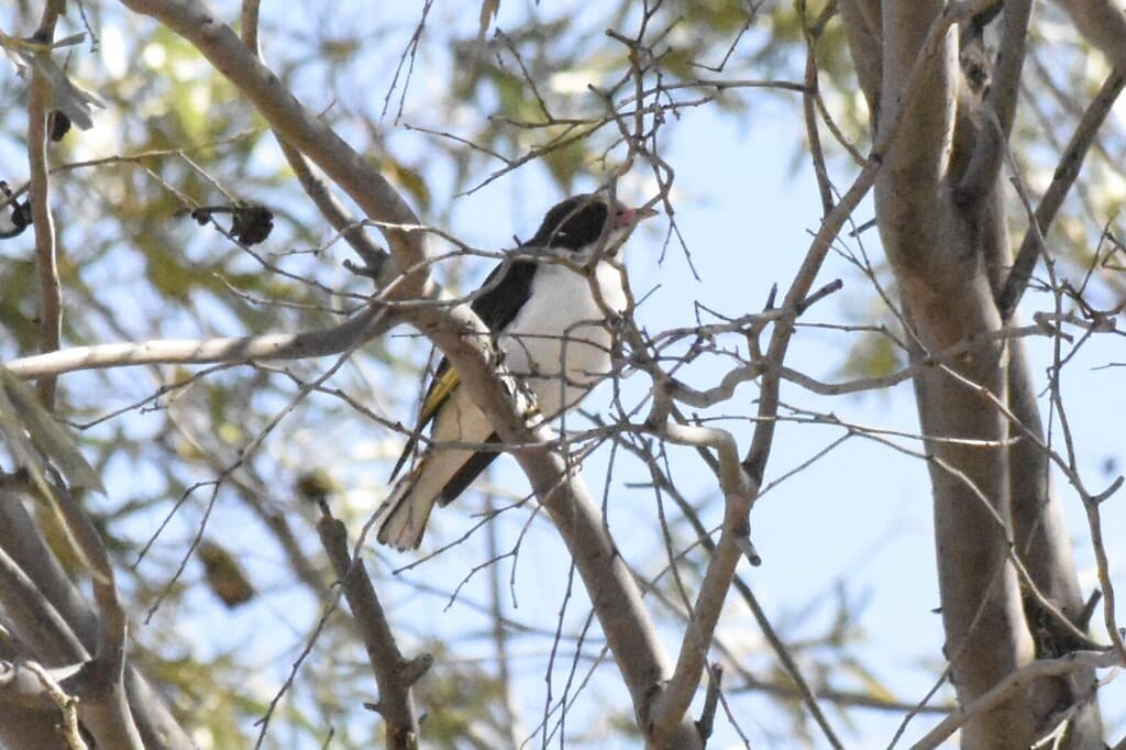 Painted Honeyeater