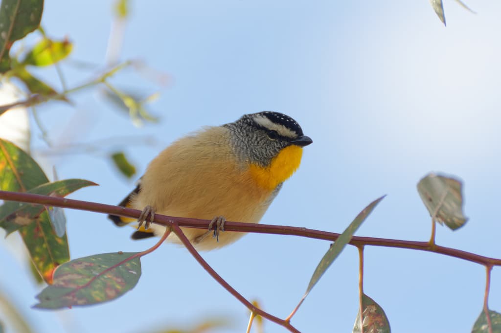 Spotted Pardalote