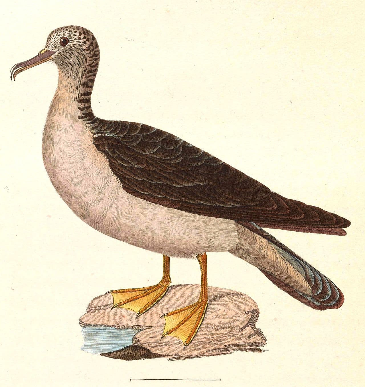 Streaked Shearwater