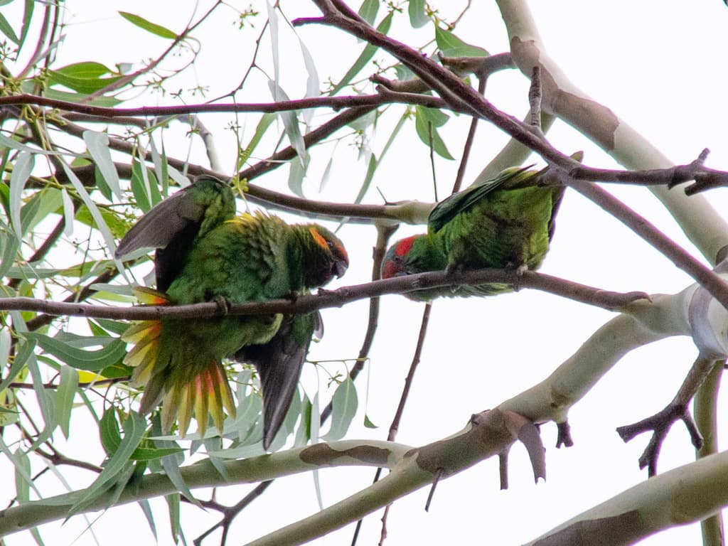 Musk Lorikeet