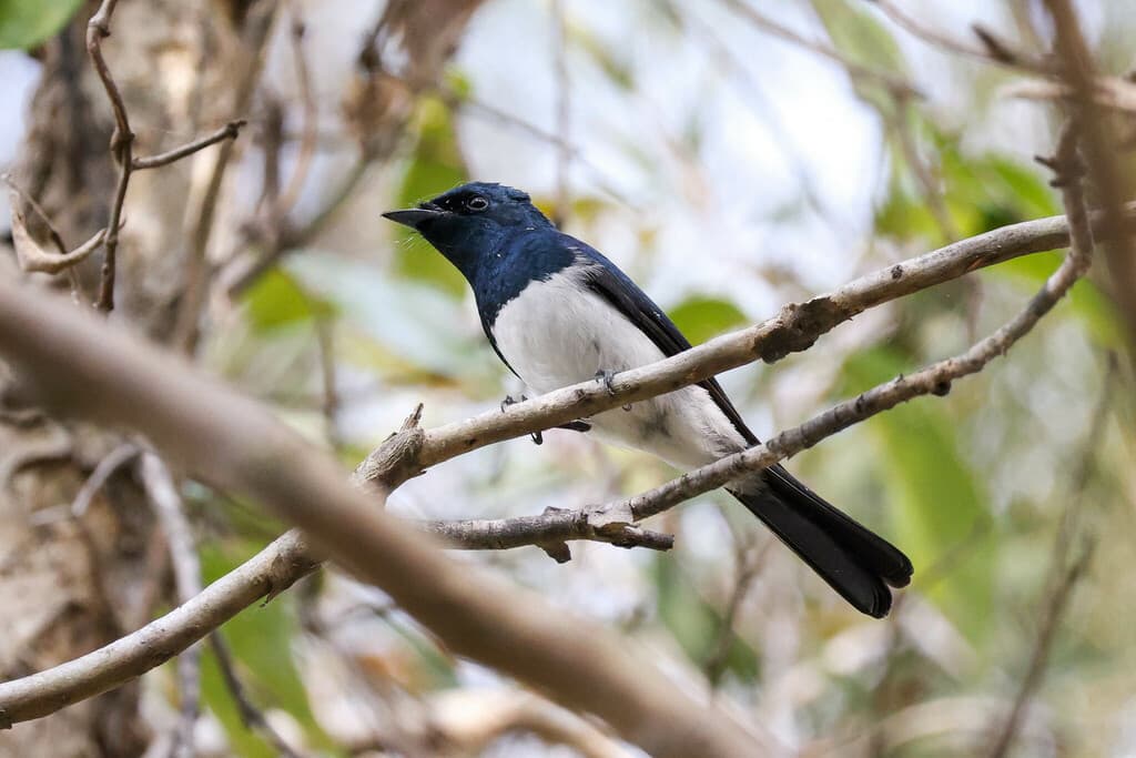 Satin Flycatcher