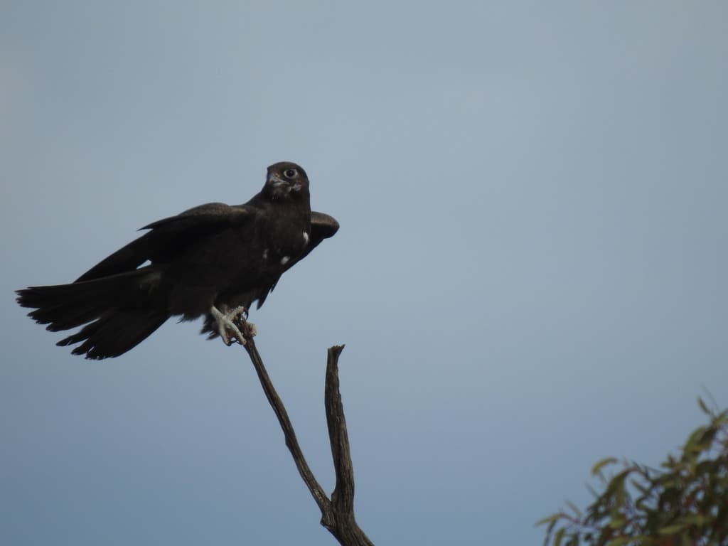 Black Falcon