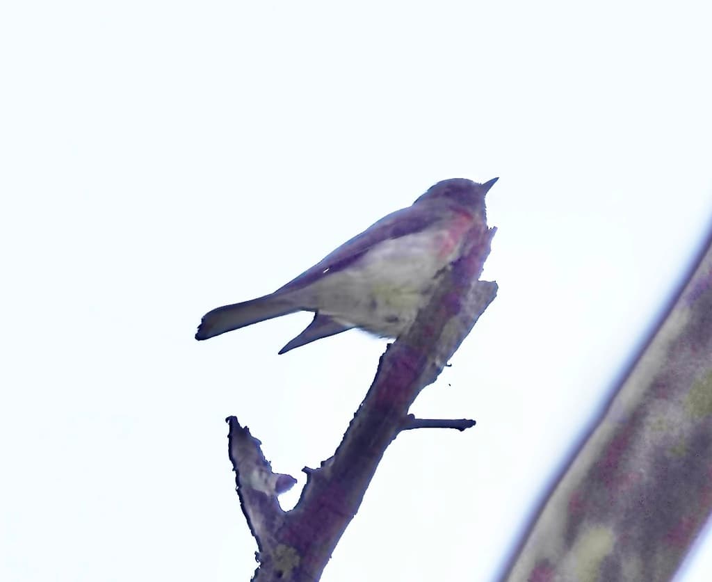 Rose Robin