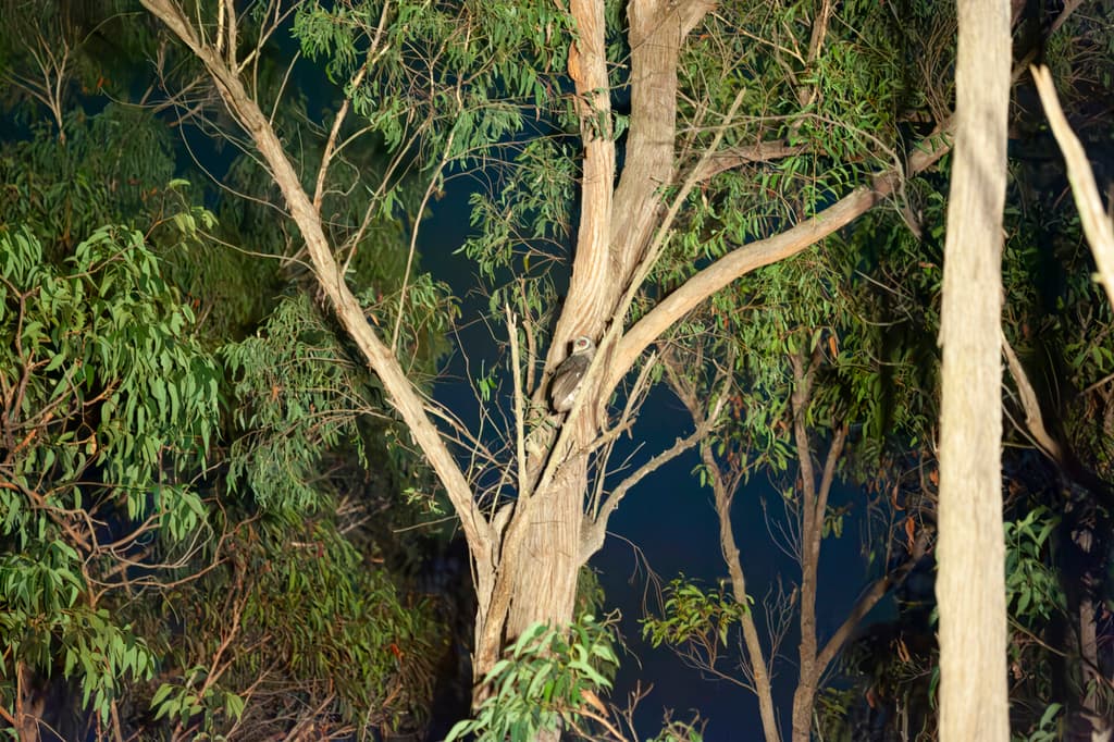 Greater Sooty Owl