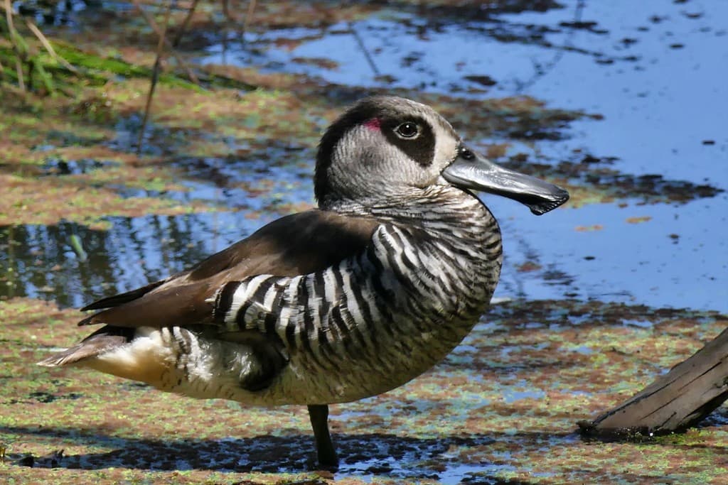 Pink-eared Duck