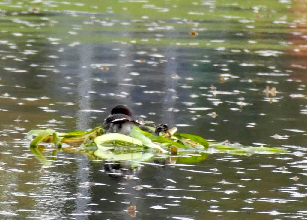 Australasian Grebe