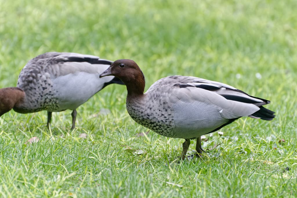 Maned Duck