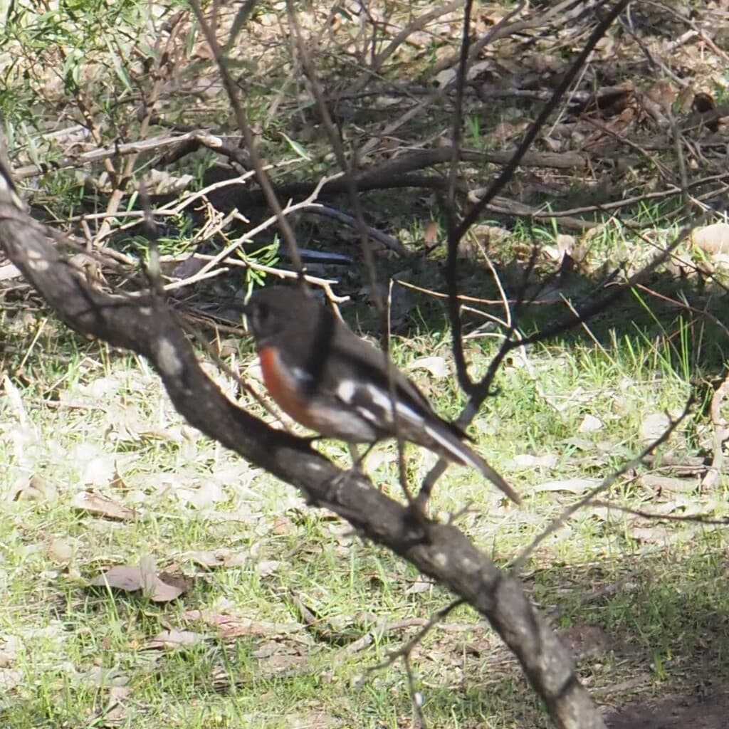 Scarlet Robin