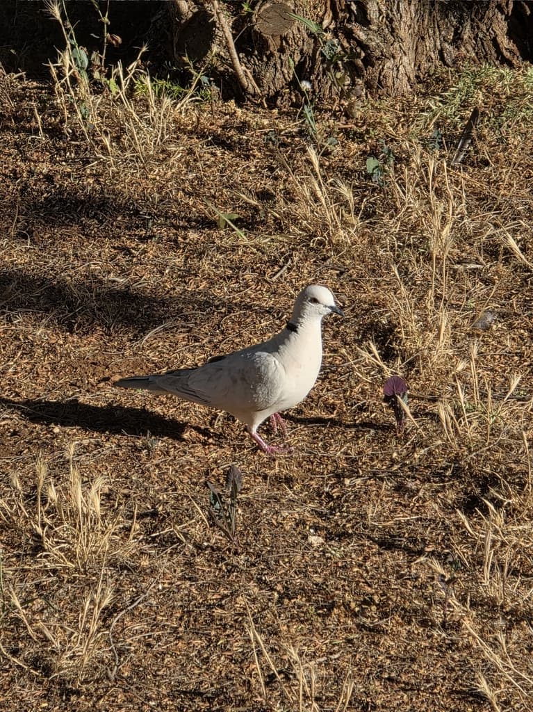 African Collared Dove