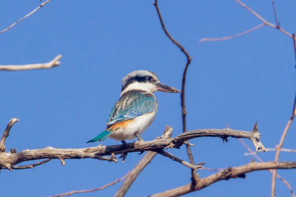 Red-backed Kingfisher