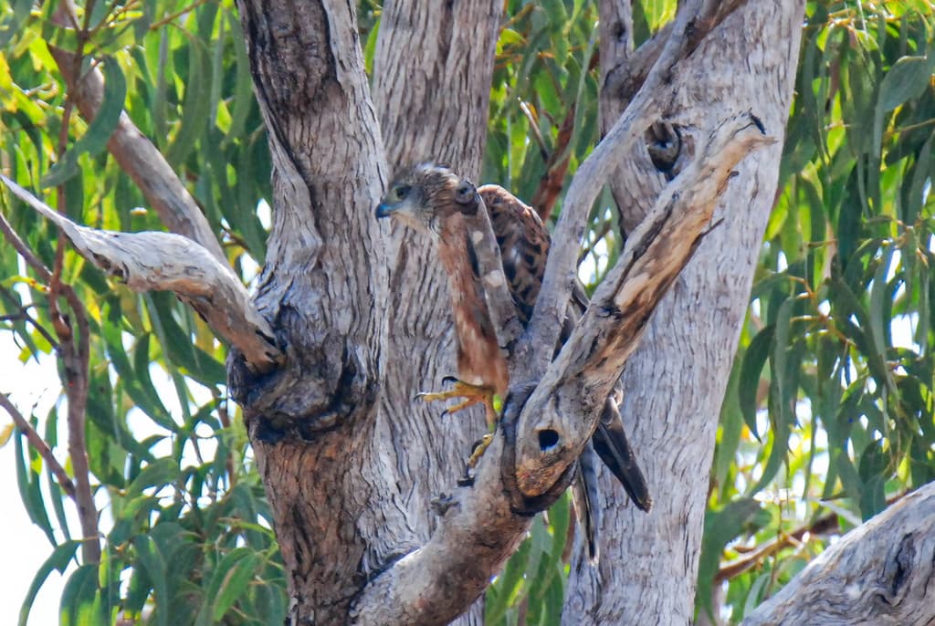 Red Goshawk