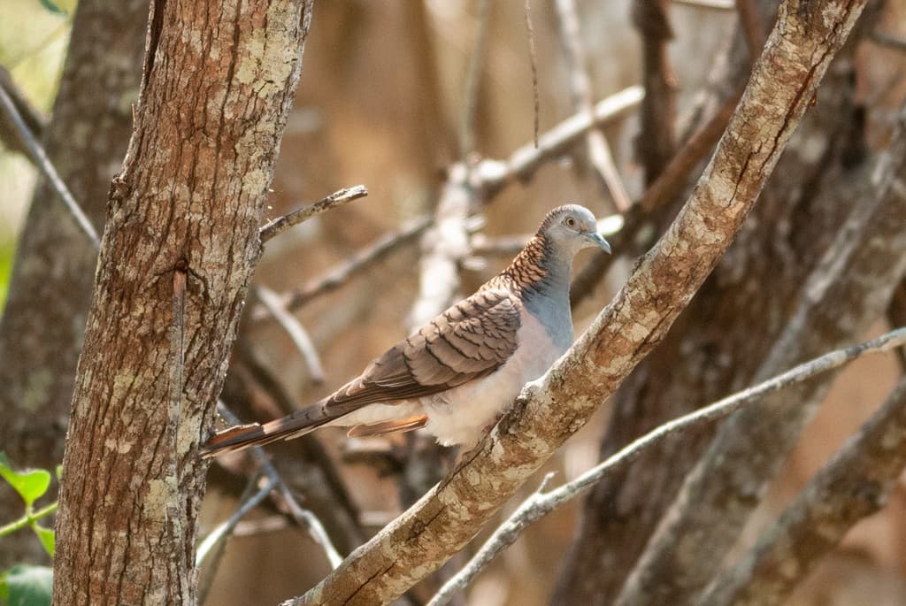 Bar-shouldered Dove