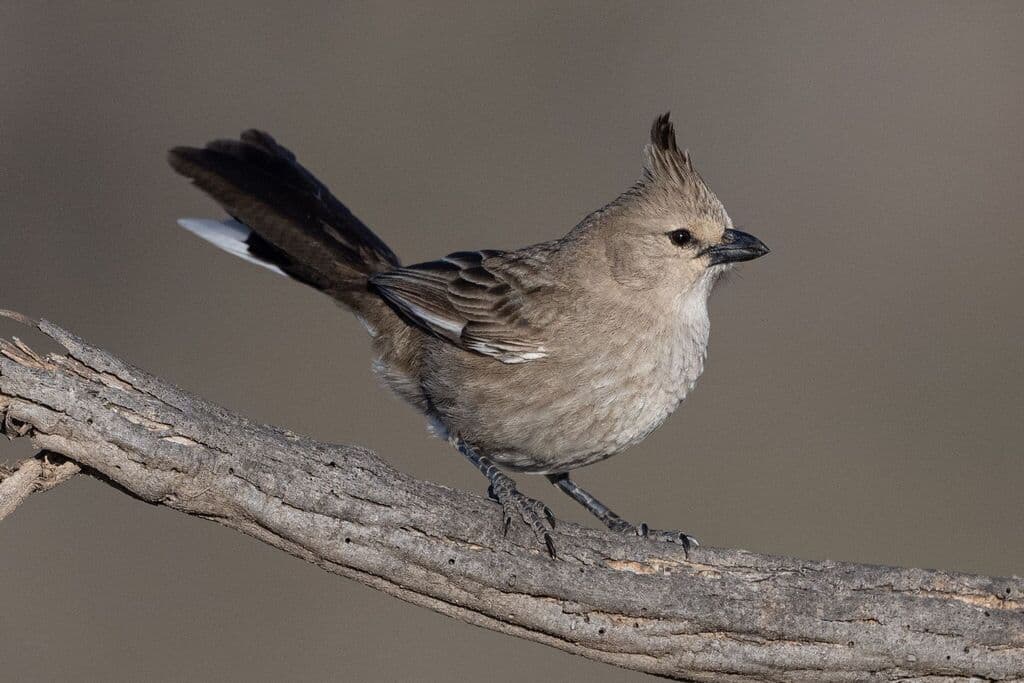 Chirruping Wedgebill