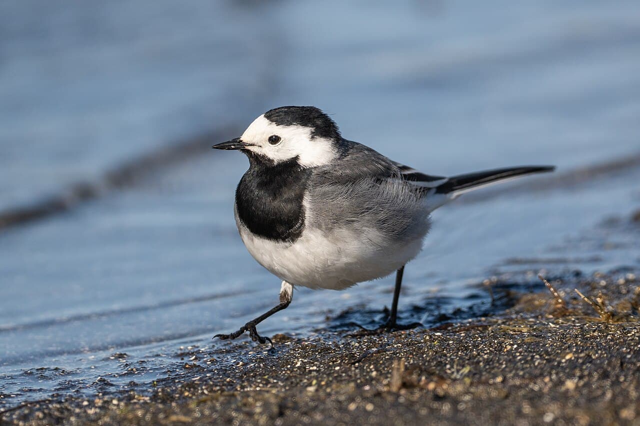 White Wagtail