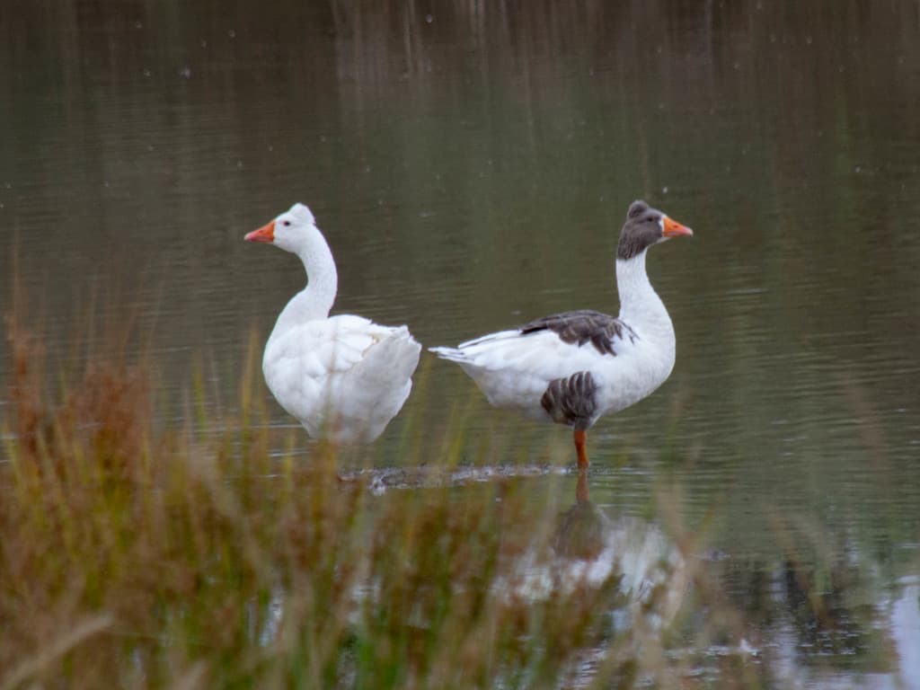 Greylag Goose