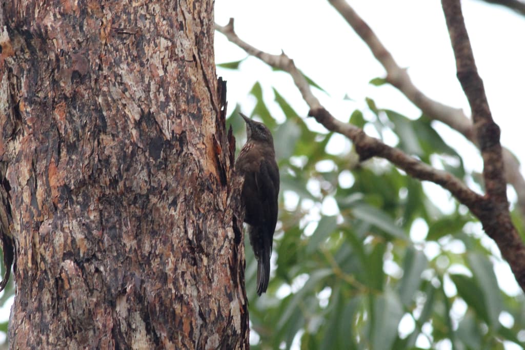 Black-tailed Treecreeper
