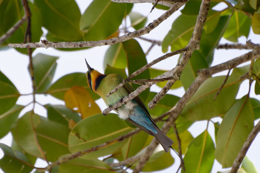 Rainbow Bee-eater
