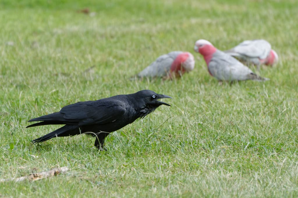 Little Raven