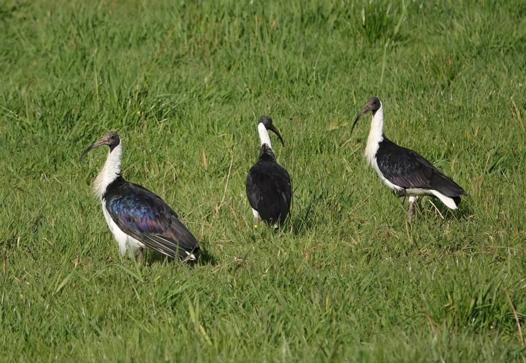 Straw-necked Ibis