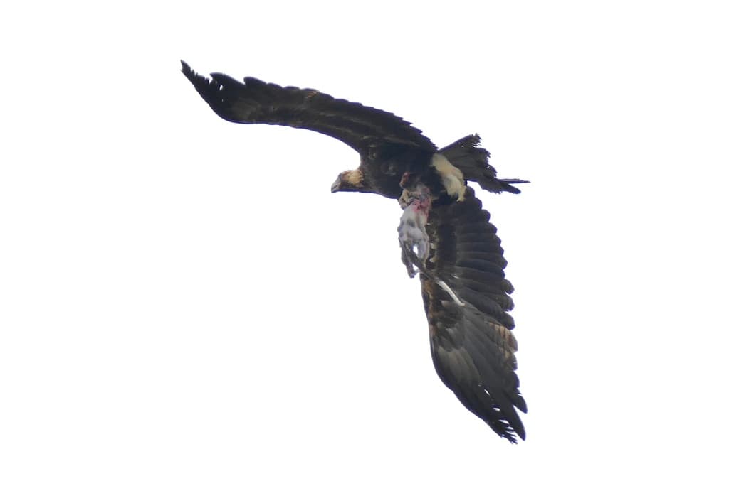 Wedge-tailed Eagle