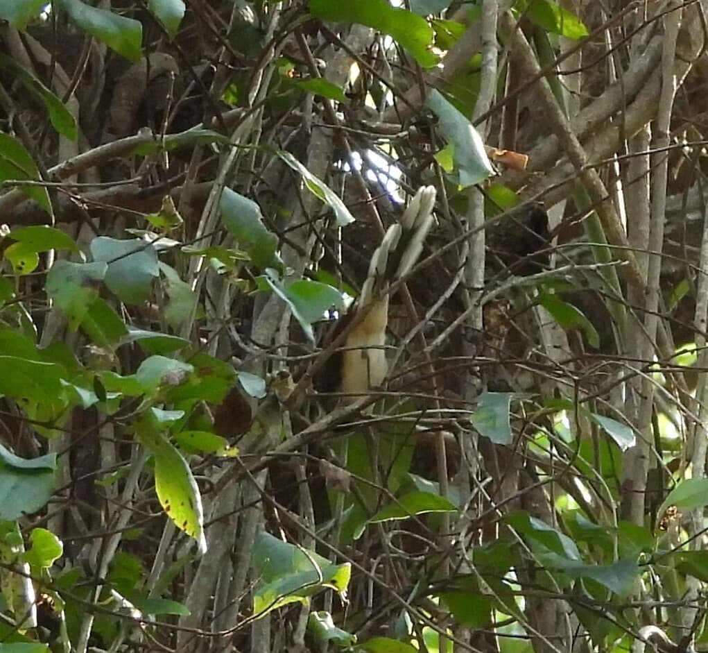 Arafura Fantail