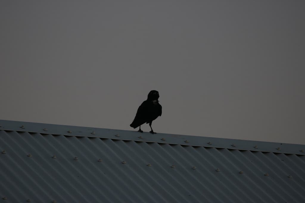 Little Crow