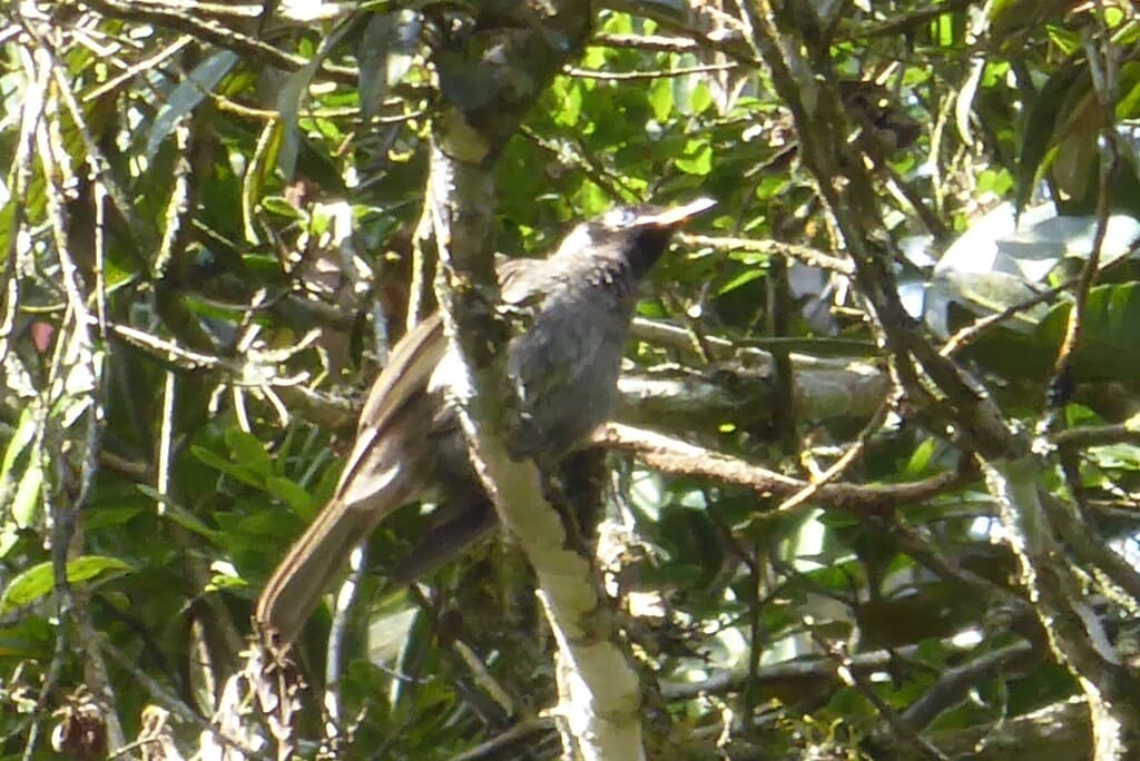 Bridled Honeyeater