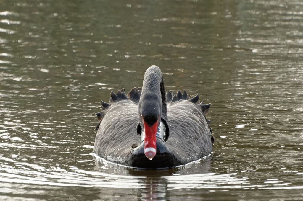 Black Swan