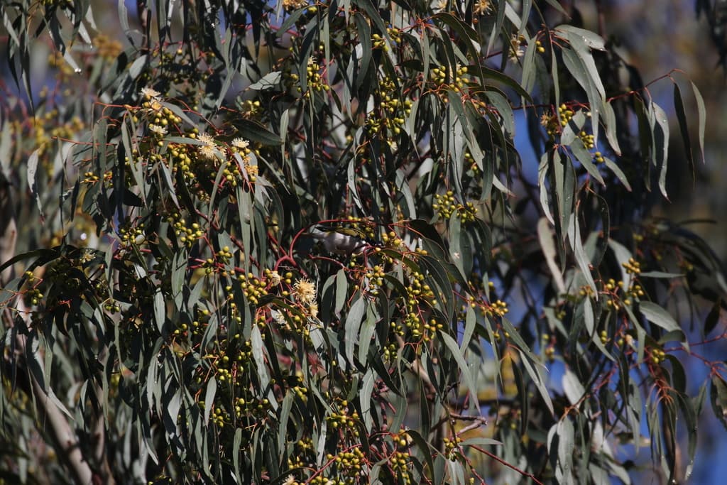 Gilbert's Honeyeater