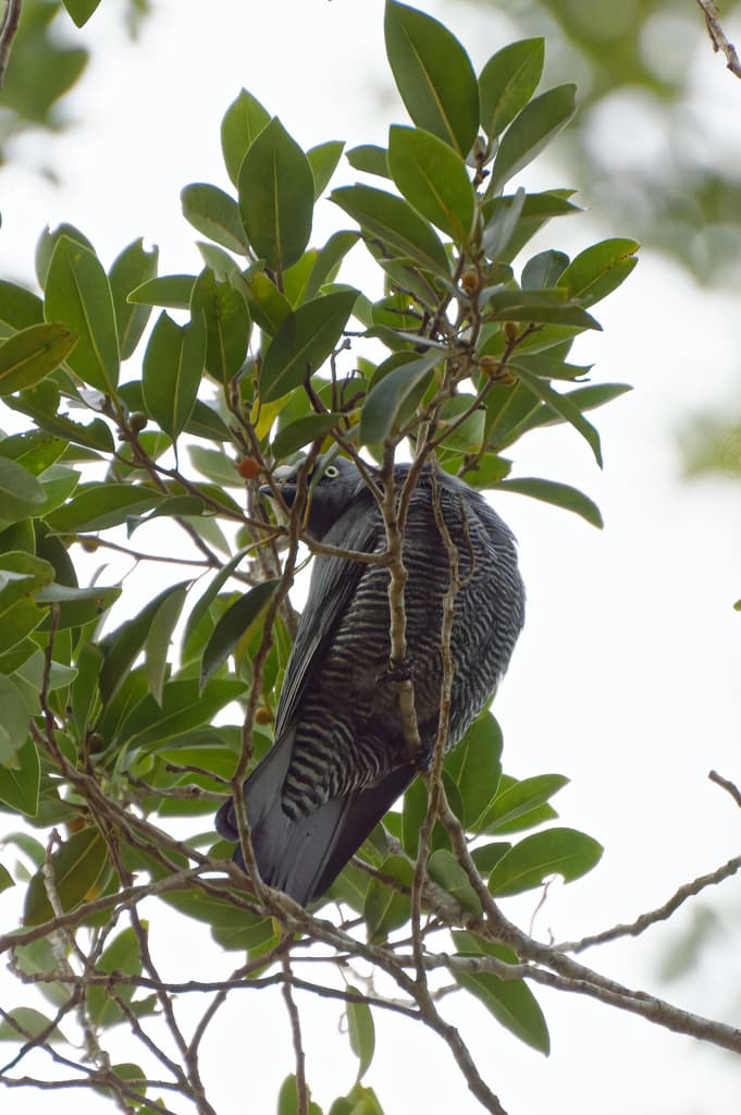 Barred Cuckooshrike