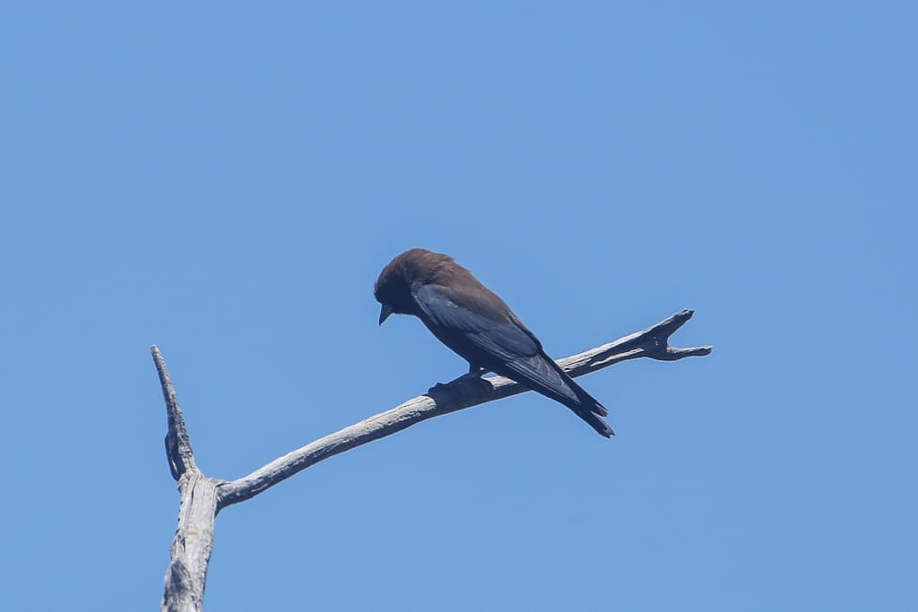 Little Woodswallow