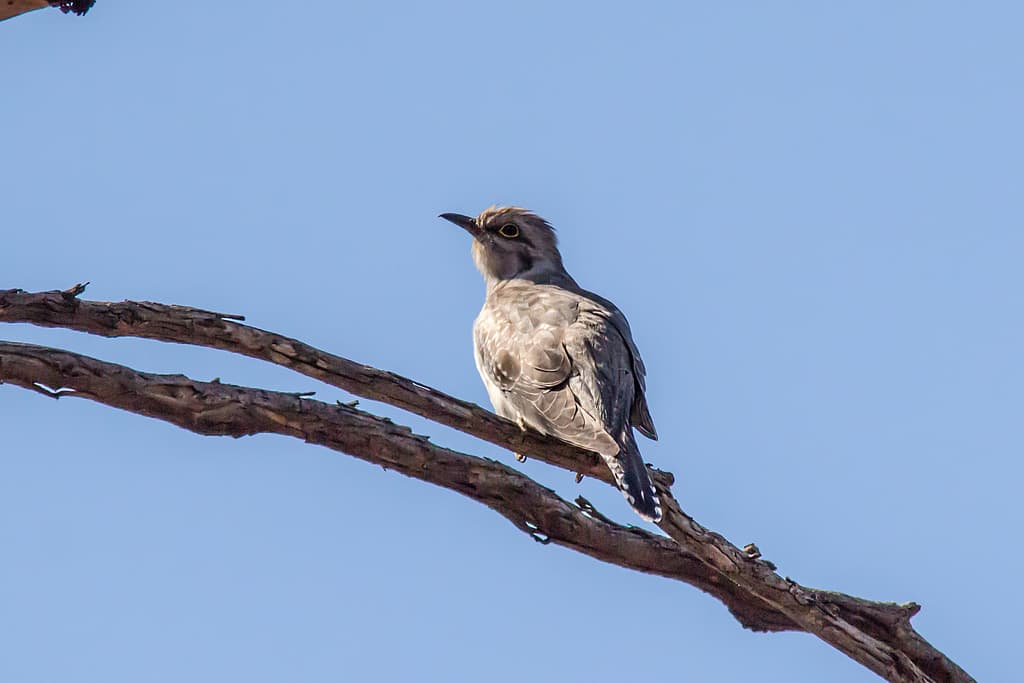 Pallid Cuckoo