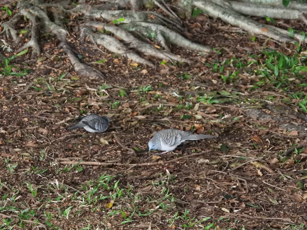 Peaceful Dove