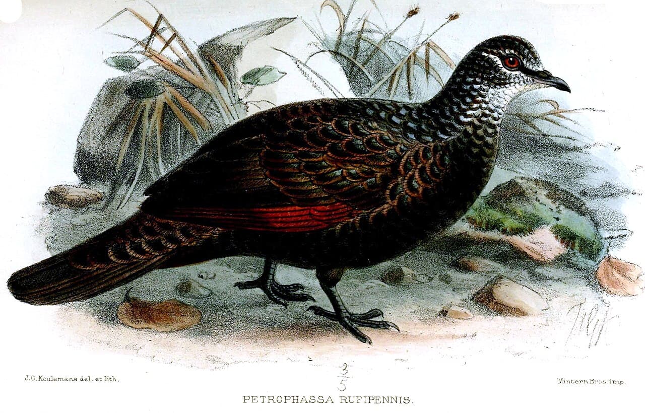 Chestnut-quilled Rock Pigeon