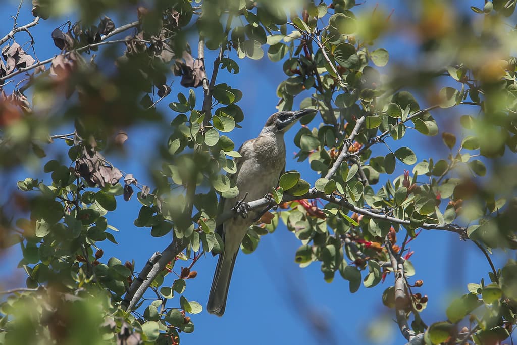 Little Friarbird