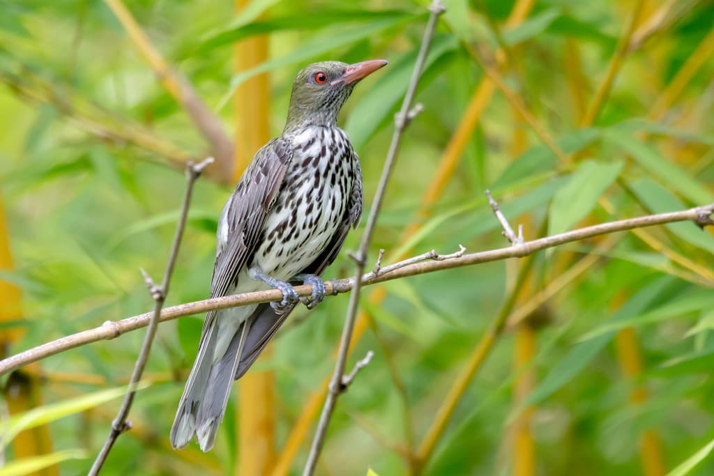 Olive-backed Oriole