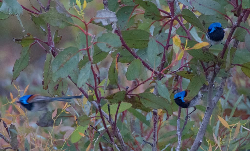 Blue-breasted Fairywren