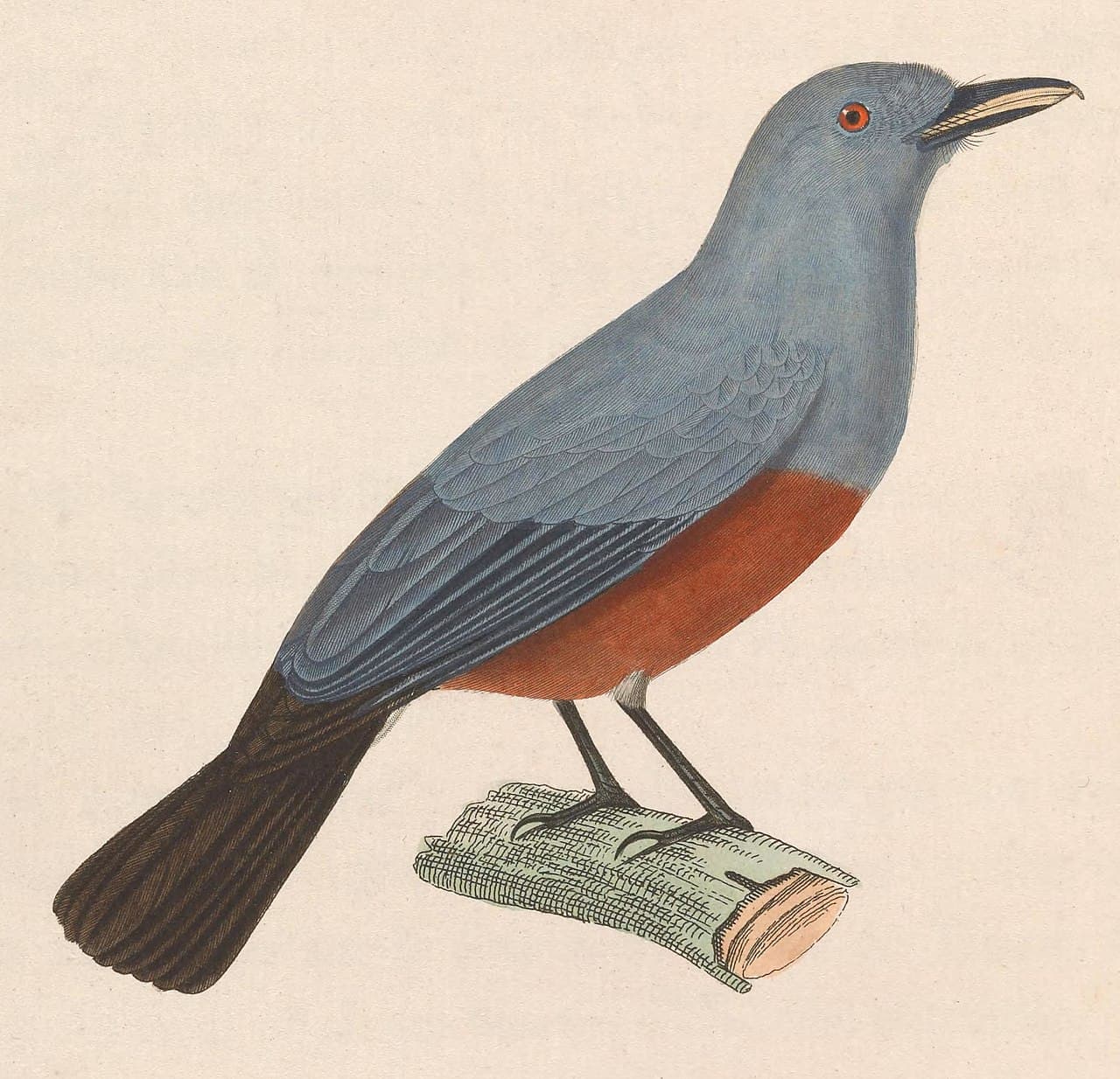 Island Monarch